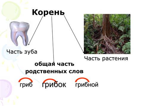 Что такое понятие "сохранить корень"?