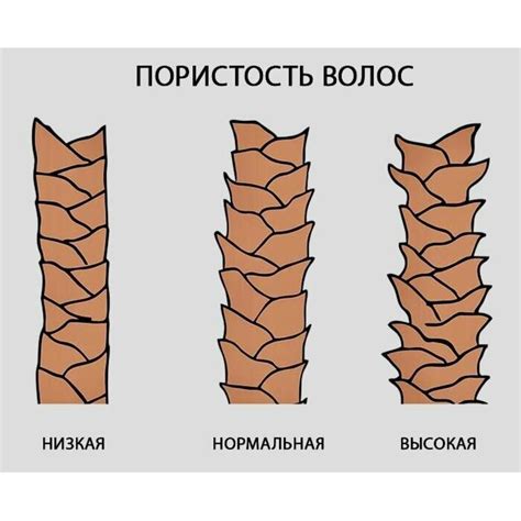 Что такое пористый волос?