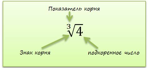 Что такое правый корень: определение и особенности