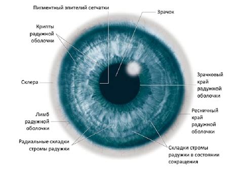 Что такое радужная оболочка глаза и как она влияет на зрение?