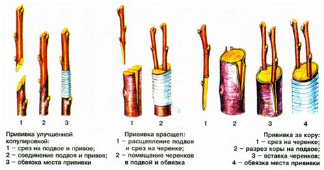 Что такое растительные прививки и какова их цель