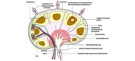 Что такое реактивный лимфатический узел?