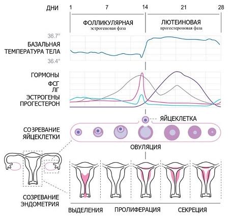 Что такое регулярная менструация?