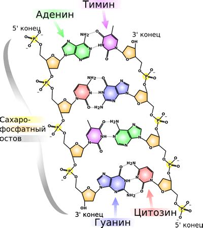 Что такое рекомбинантная ДНК