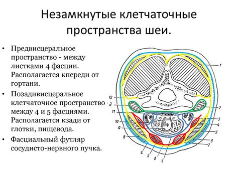 Что такое ретроцеребеллярное пространство?