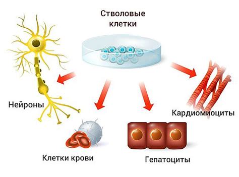 Что такое самообновление клетки?