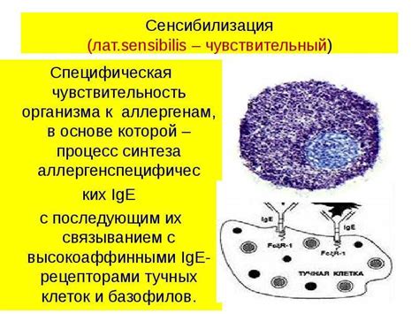 Что такое сенсибилизация по гранулоцит-зависимому типу?