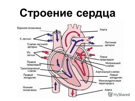 Что такое сердце в смысле физиологии?