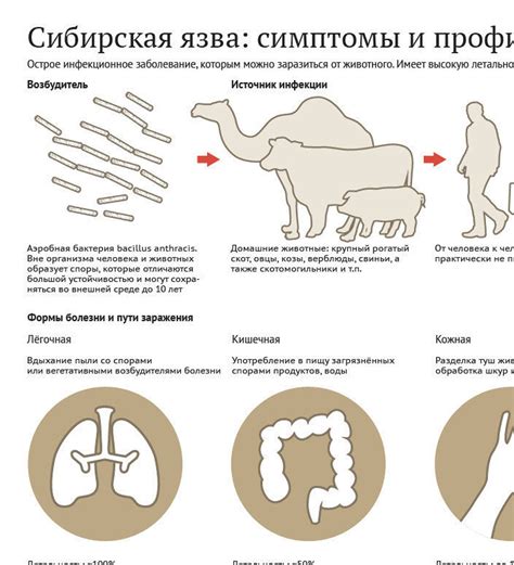 Что такое сибирская язва и как она может быть опасна для крупного рогатого скота?