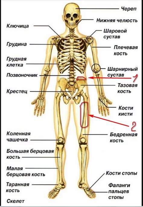 Что такое скелет