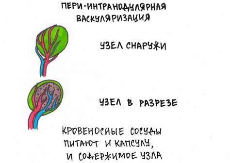 Что такое смешанный кровоток узла и его причины?