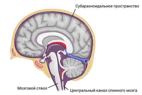 Что такое субарахноидальное пространство мозжечка?