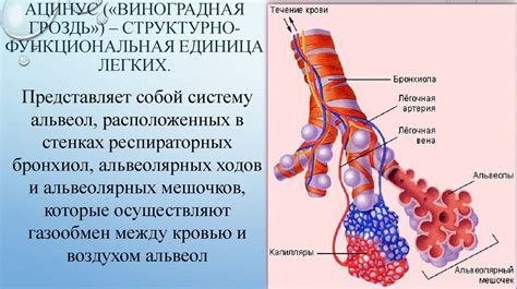 Что такое тени корней легких структурно?