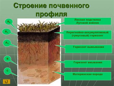 Что такое тип почвы: определение и классификация