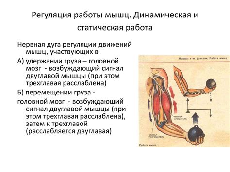 Что такое тонус мышц у детей