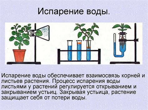 Что такое транспирация у растений?