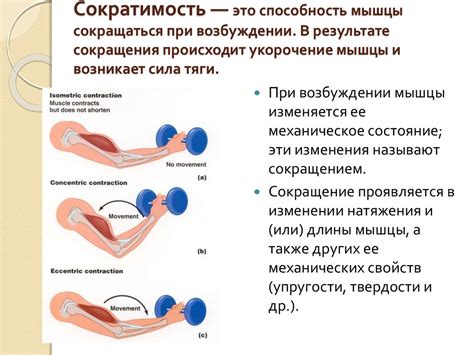 Что такое укорочение мышцы?