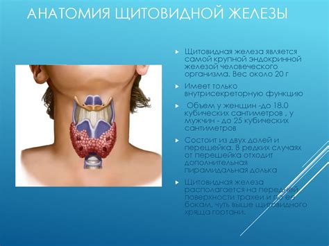 Что такое уплотненная щитовидка?