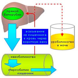 Что такое уробилиноген?