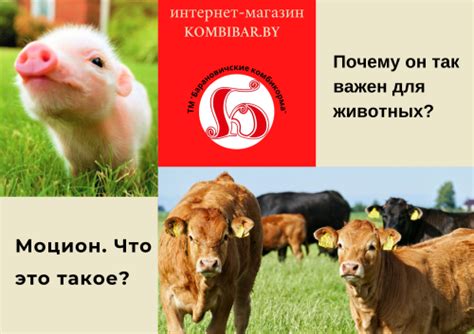 Что такое утренний моцион и почему он важен?