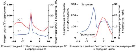 Что такое фаза цикла фолликулиновая и как она зависит от гормонов?