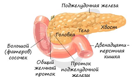 Что такое фестончатые контуры поджелудочной железы?