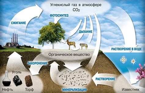 Что такое фиксация углекислого газа и почему это важно