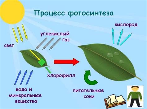 Что такое фотосинтез: основные механизмы