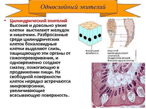 Что такое цилиндрический эпителий?