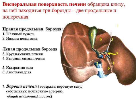 Что такое черная печень