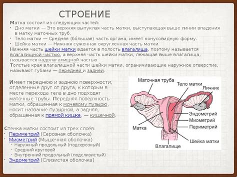 Что такое шейка матки