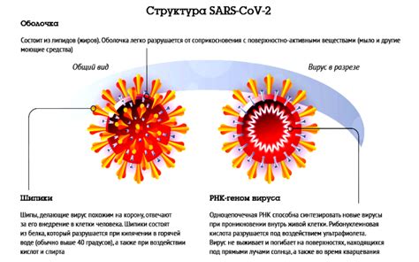 Что такое SARS-CoV-2