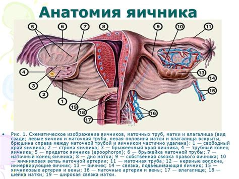 Шейка матки: структура и функции