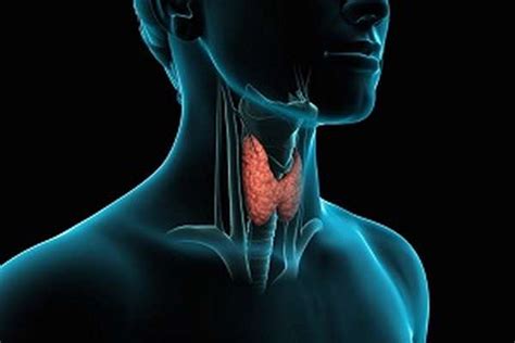 Щитовидная железа: функции и производство гормонов