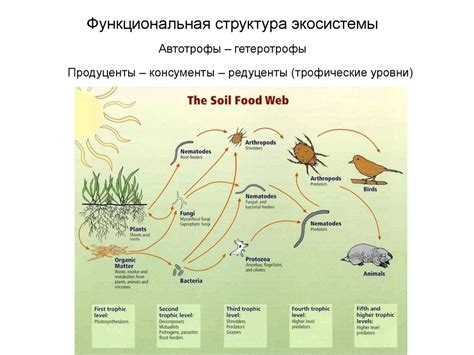 Эволюционная роль питающихся гетеротрофно