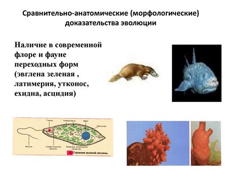 Эволюционное развитие комплексных организмов