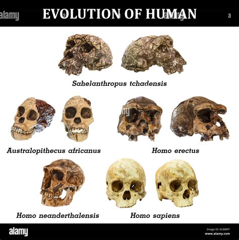 Эволюционное развитие Homo sapiens и Homo neanderthalensis