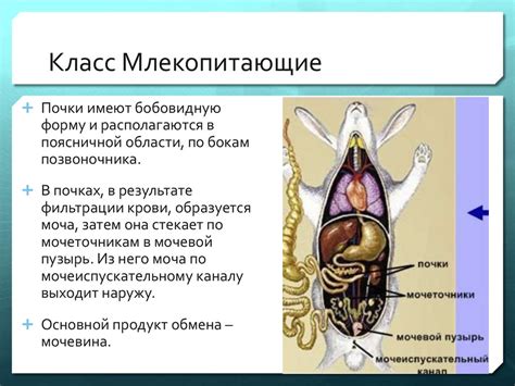 Эволюция асимметрии у животных