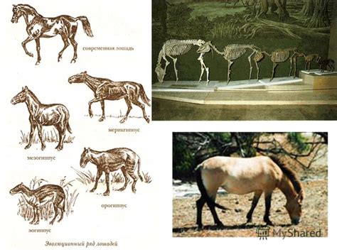 Эволюция лошади на протяжении веков разведения