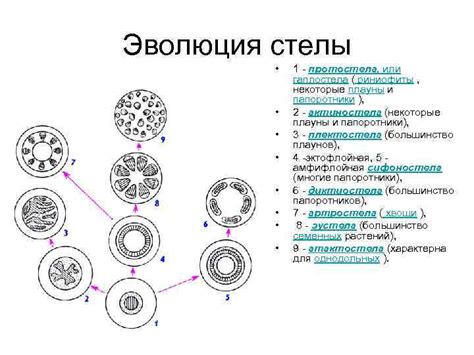 Эволюция ребристого стебля