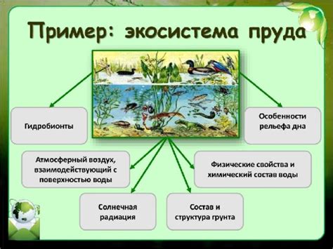 Экосистемы реки: место обитания и биологическое разнообразие