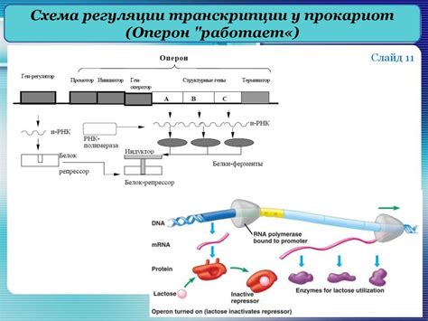 Экспрессия гена p53