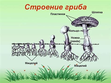 Элементы гриба мицелий найдены