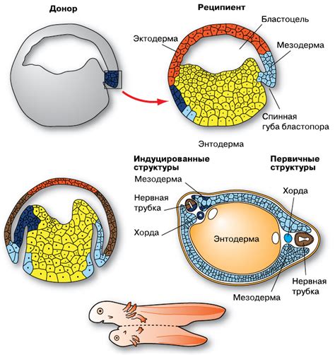 Эмбриональная индукция и спецификация клеток
