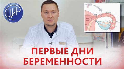 Эмбрион по задней стенке матки