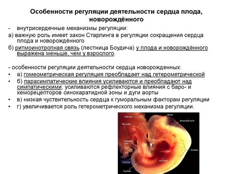 Эмбрион 3bc: определение и особенности