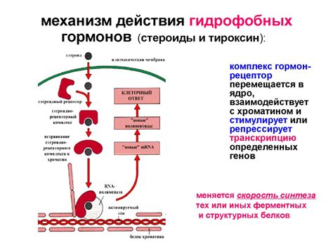 Эндогенный путь заражения: понятие и механизм действия