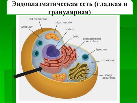 Эндоплазматическая сеть и синтез белков