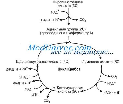 Энергетическая эффективность анаэробного дыхания