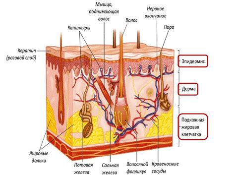 Эпидермис: строение и функции